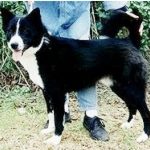Black Canaan Dog with White Trim