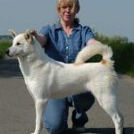 Extreme White Canaan Dog with Red Patches