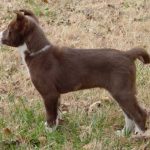 Liver Coloured Canaan Dog Puppy