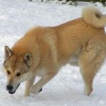 Red Canaan Dog