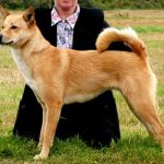 Red Canaan Dog