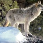 Wild Agouti Coloured Wolf