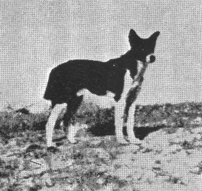 History of the Canaan Dog