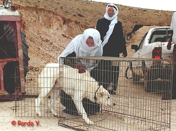 Registering Desert Dogs: Miyun