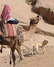 A camel and canaan dog