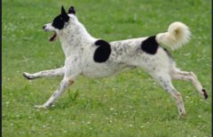 At a fully extended run, this dog shows the typical power and grace of correct Canaan movement, and excellent reach and drive with a strong level topline.