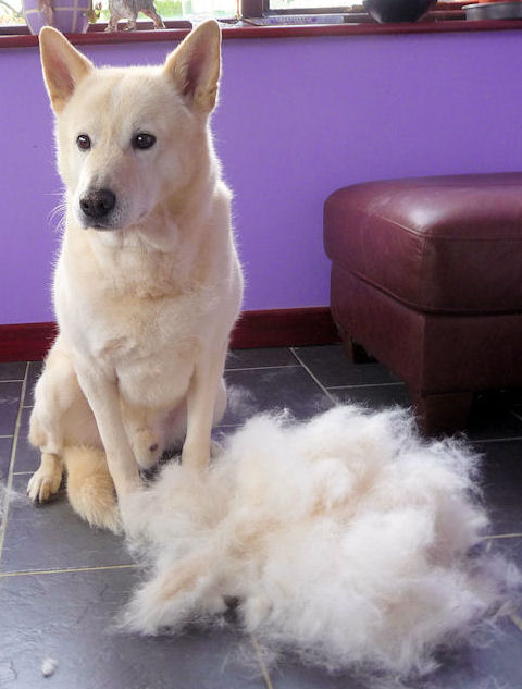 Grooming your Canaan Dog