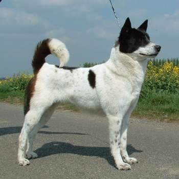 Black and White Canaan Dog