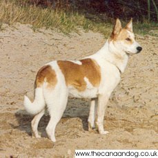 Canaan Dog Colours