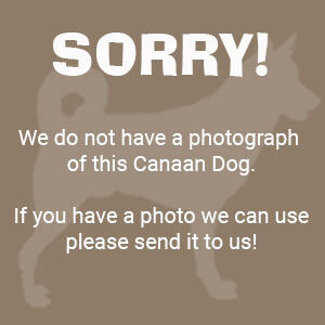 Sorry - No Canaan Dog Photo